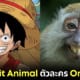 ปก 10 Spirit Animal ของ ตัวละคร One Piece