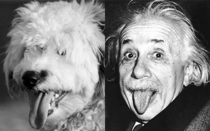 สุนัขสายพันธุ์โอลด์อิงลิชชีปด็อกกับ &Quot;อัลเบิร์ต ไอน์สไตน์ (Albert Einstein)&Quot;