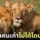 Lion Land Phuket รับสมัครคนดูแลสิงโต