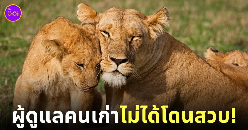 Lion Land Phuket รับสมัครคนดูแลสิงโต