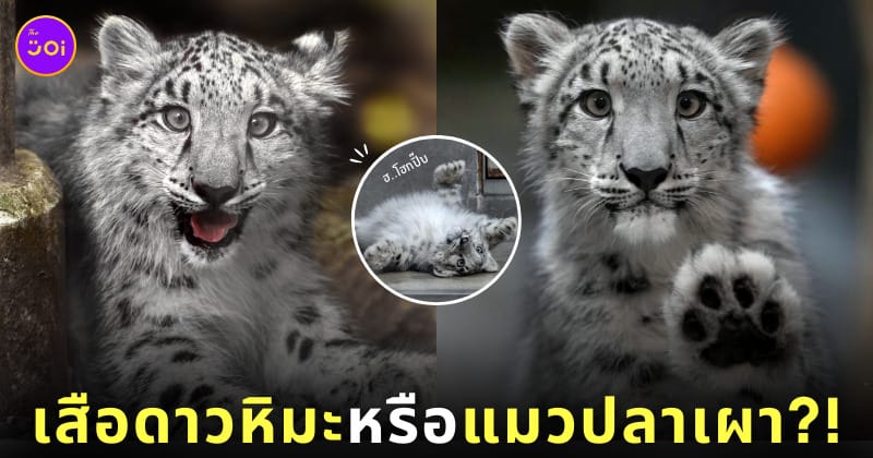 ภาพถ่ายเสือดาวหิมะ สวนสัตว์ญี่ปุ่น