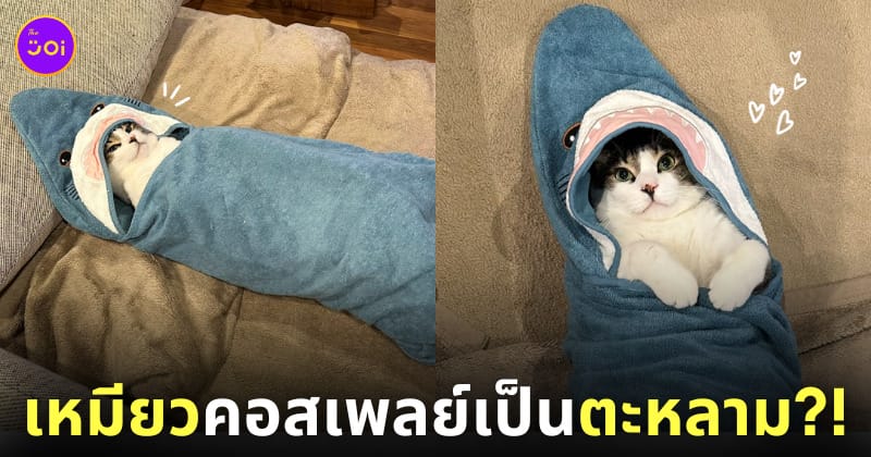 แมวห่อถุงนอนฉลาม คอสเพลย์ น่ารัก