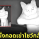 ภาพแมวจากกล้องวงจรปิด แมวสวมคอลล่า แมวนั่งกอดเข่า