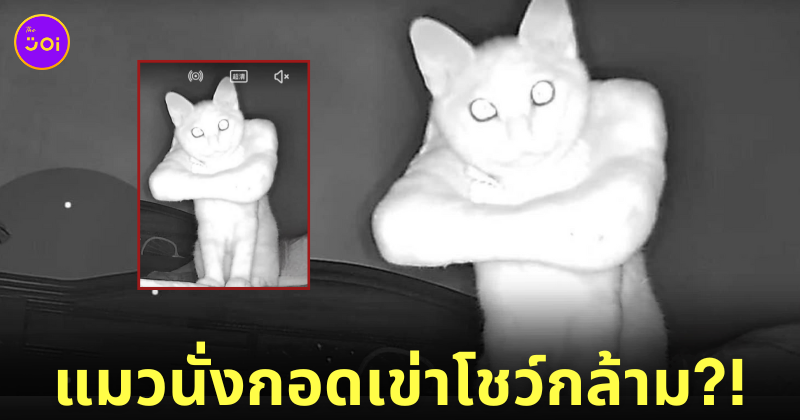 ภาพแมวจากกล้องวงจรปิด แมวสวมคอลล่า แมวนั่งกอดเข่า