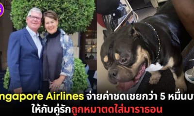 ปก Singapore Airlines ชดเชย หมาตดใส่ผู้โดยสาร