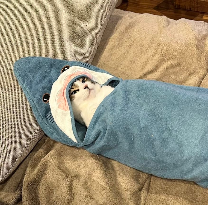 แมวห่อถุงนอนฉลาม คอสเพลย์ น่ารัก
