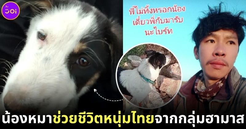 หมาช่วยชีวิตแรงงานไทย