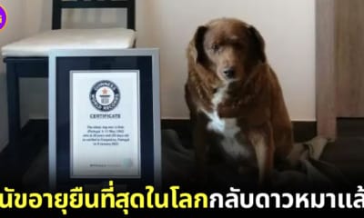 โบบี สุนัขที่อายุยืนที่สุดในโลกเสียชีวิตแล้ว