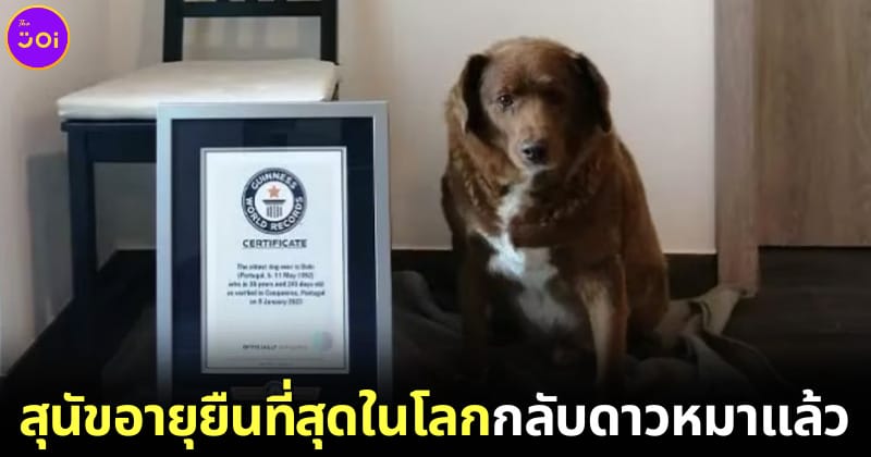 โบบี สุนัขที่อายุยืนที่สุดในโลกเสียชีวิตแล้ว