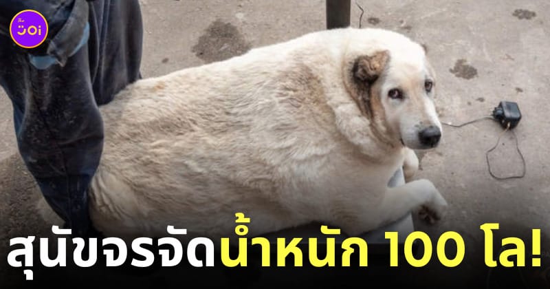 สุนัขจรจัด หนัก 100 กิโลกรัม หมาอ้วน