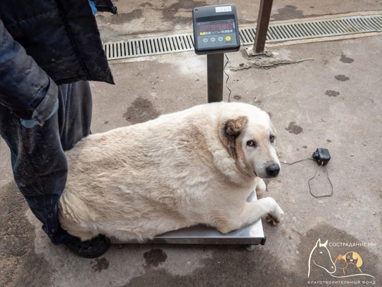 สุนัขจรจัด หนัก 100 กิโลกรัม หมาอ้วน
