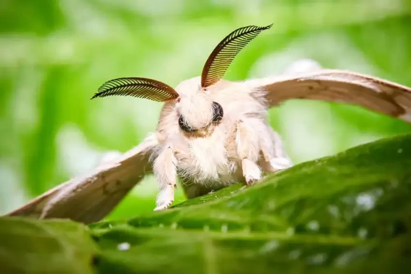 มอสพุดเดิ้ล (Poodle Moth)