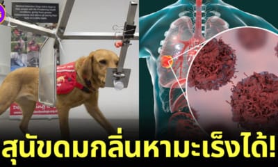 ปก สุนัขสามารถดมกลิ่นหามะเร็งได้