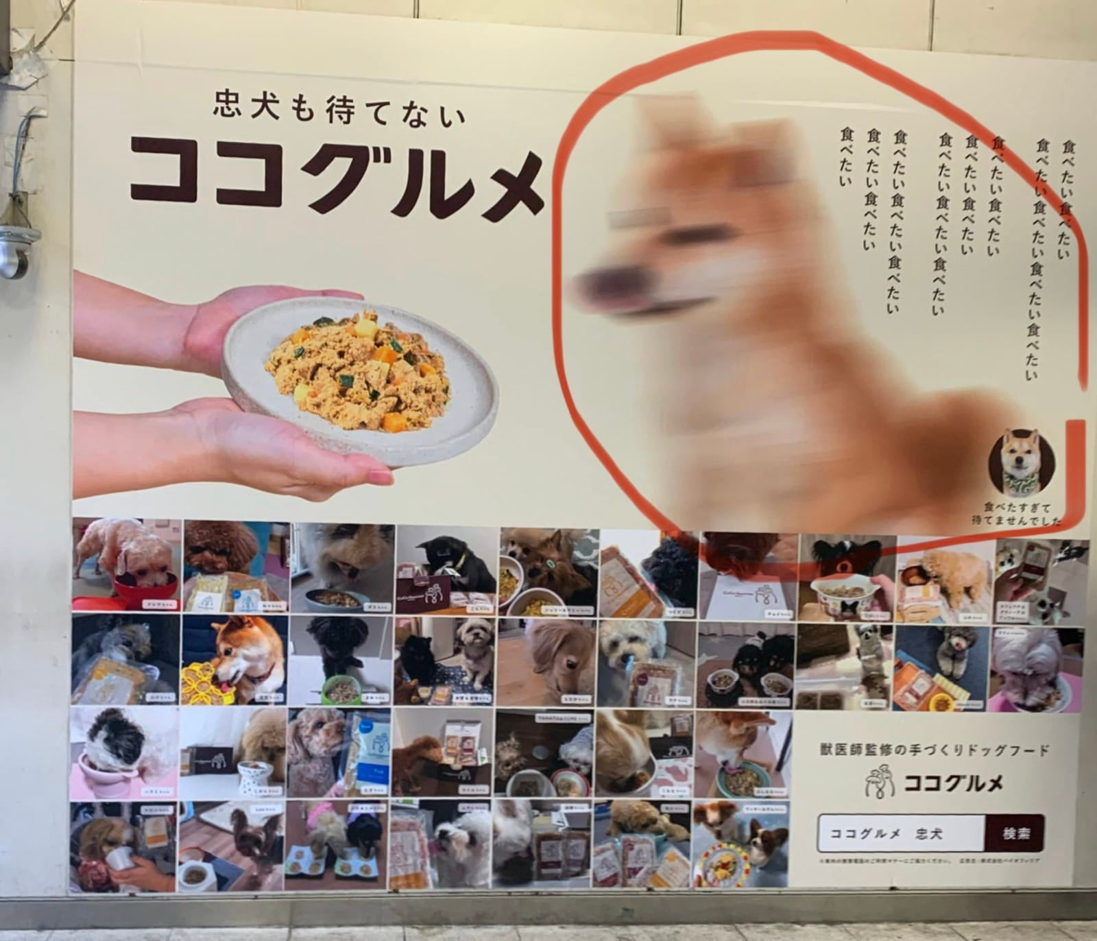 ภาพหมาชิบะถ่ายโฆษณาอาหารหมาครั้งแรก