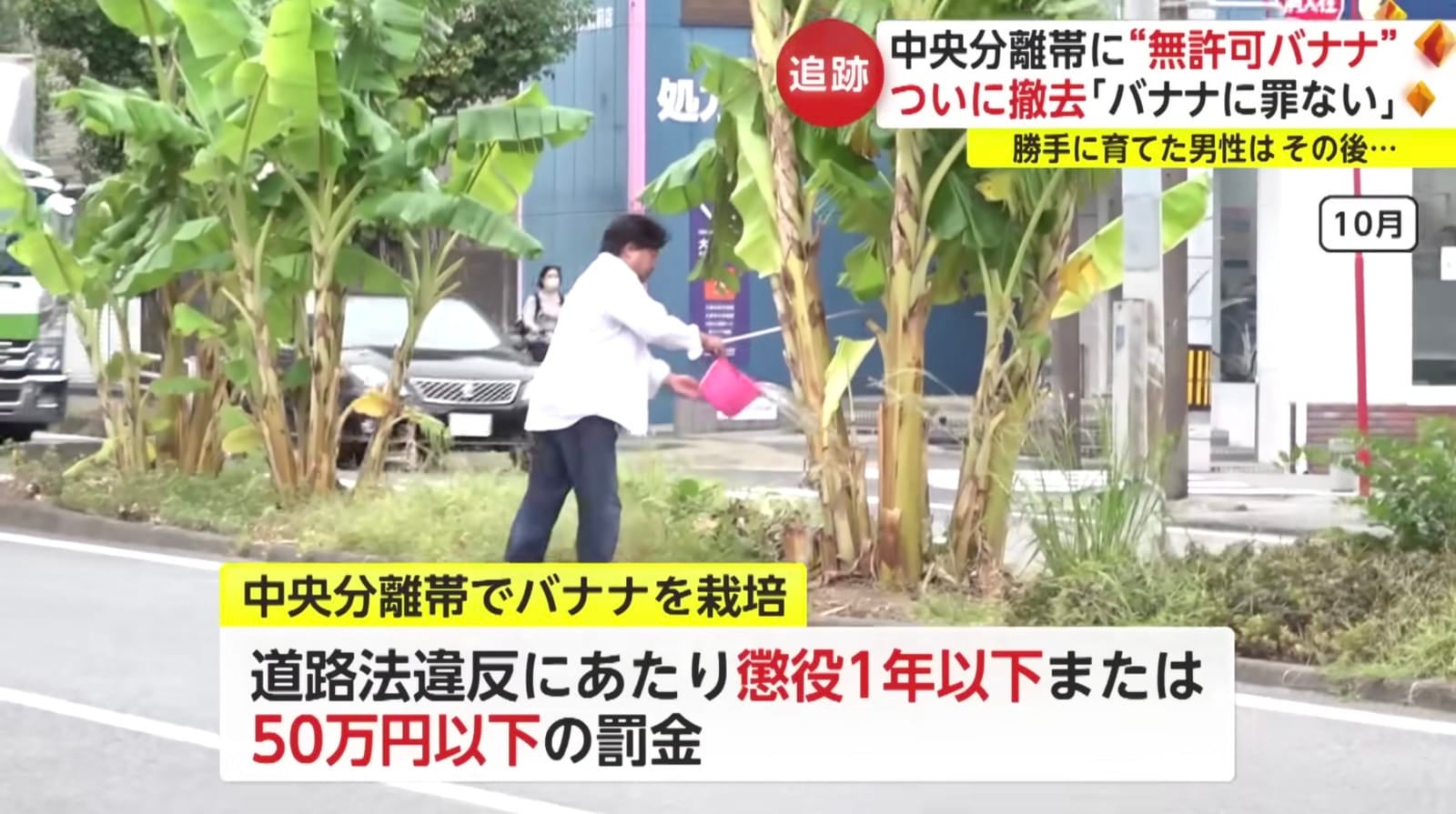 ชายชาวญี่ปุ่นแอบปลูกกล้วยบนเกาะกลางถนนนานกว่า 2 ปี ก่อนถูกสั่งให้ถอนออกเพราะตำรวจเพิ่งรู้