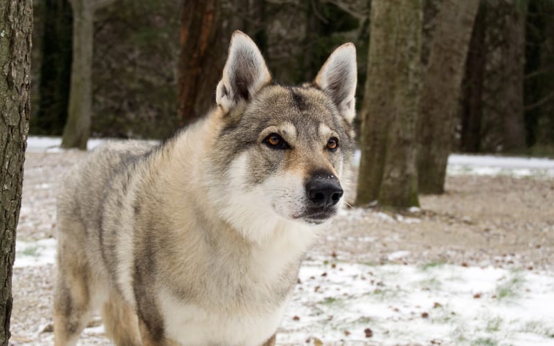 เชคโกสโลวัคเกียน วูล์ฟด็อก (Czechoslovakian Wolfdog)