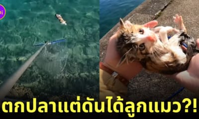 คลิปยูทูบเบอร์ชาวญี่ปุ่น ตกปลา ช่วยลูกแมวตกน้ำ