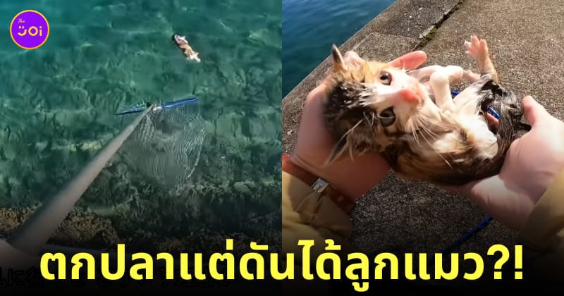 คลิปยูทูบเบอร์ชาวญี่ปุ่น ตกปลา ช่วยลูกแมวตกน้ำ