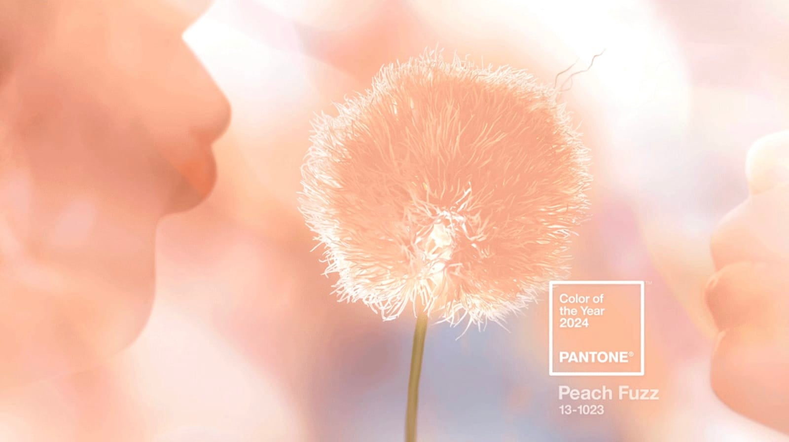 สีส้มลูกพีช peach fuzz สีแห่งปี 2024 pantone