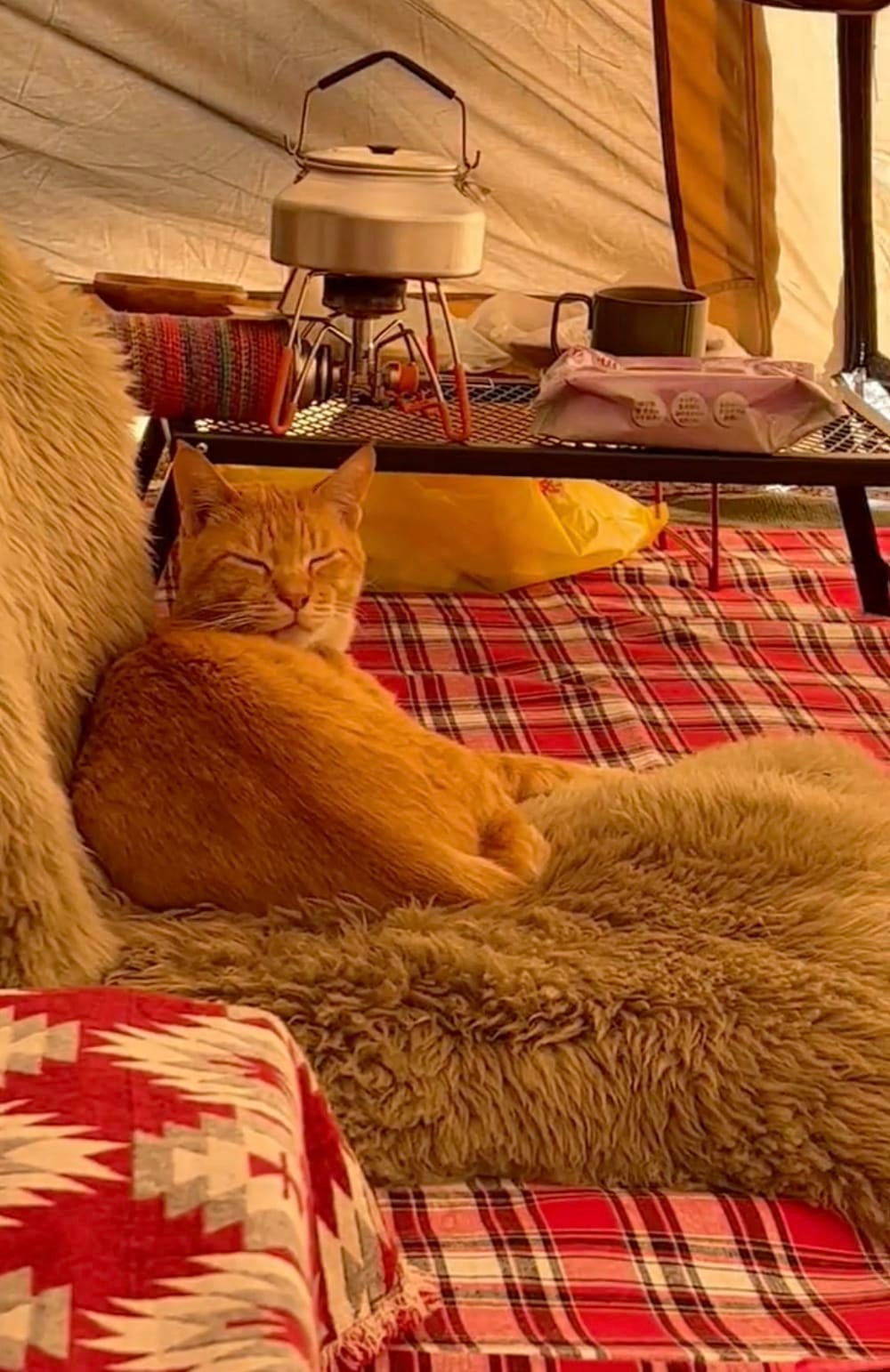หนุ่มญี่ปุ่นไปตั้งแคมป์ เจอแมวส้มมานอนด้วย