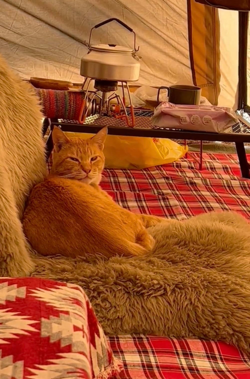 หนุ่มญี่ปุ่นไปตั้งแคมป์ เจอแมวส้มมานอนด้วย