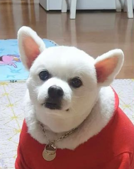 น้องหมา ชุดซานต้า