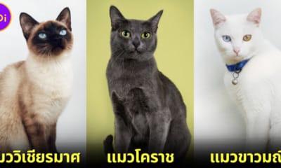 ปก 5 แมวมงคลสัญชาติไทยที่คนนิยมเลี้ยงไว้เรียกทรัพย์