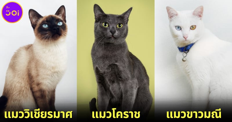 ปก 5 แมวมงคลสัญชาติไทยที่คนนิยมเลี้ยงไว้เรียกทรัพย์