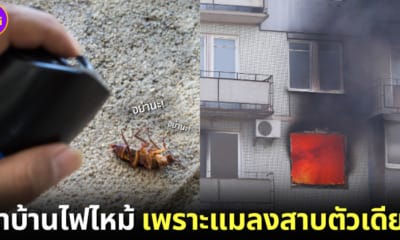 ปก ชายญี่ปุ่นทำอะพาร์ตเมนต์ไฟไหม้ หลังฉีดยาฆ่าแมลงสาบ