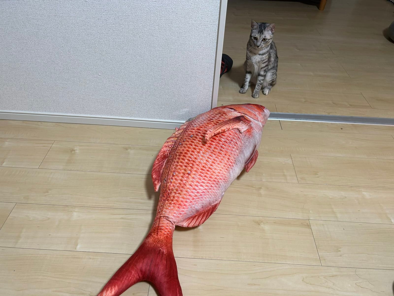 แมวชอบคาบตุ๊กตาปลาแดงมาปลุกทาสแต่เช้า