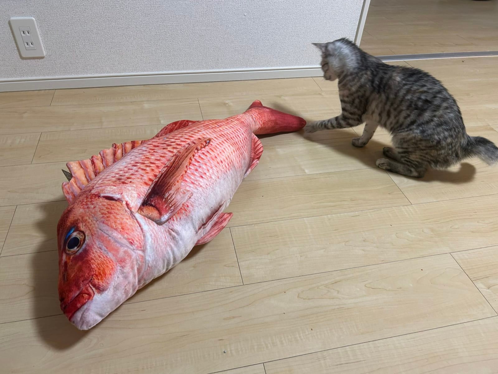 แมวชอบคาบตุ๊กตาปลาแดงมาปลุกทาสแต่เช้า