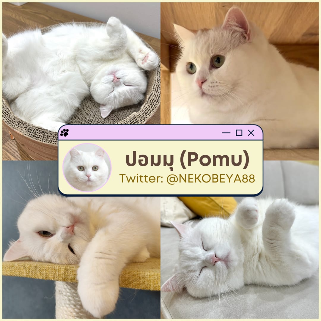 มัดรวม 7 วาร์ปลูกน้องแมวสุดน่ารักจากเหล่าทาสชาวญี่ปุ่นใน Twitter