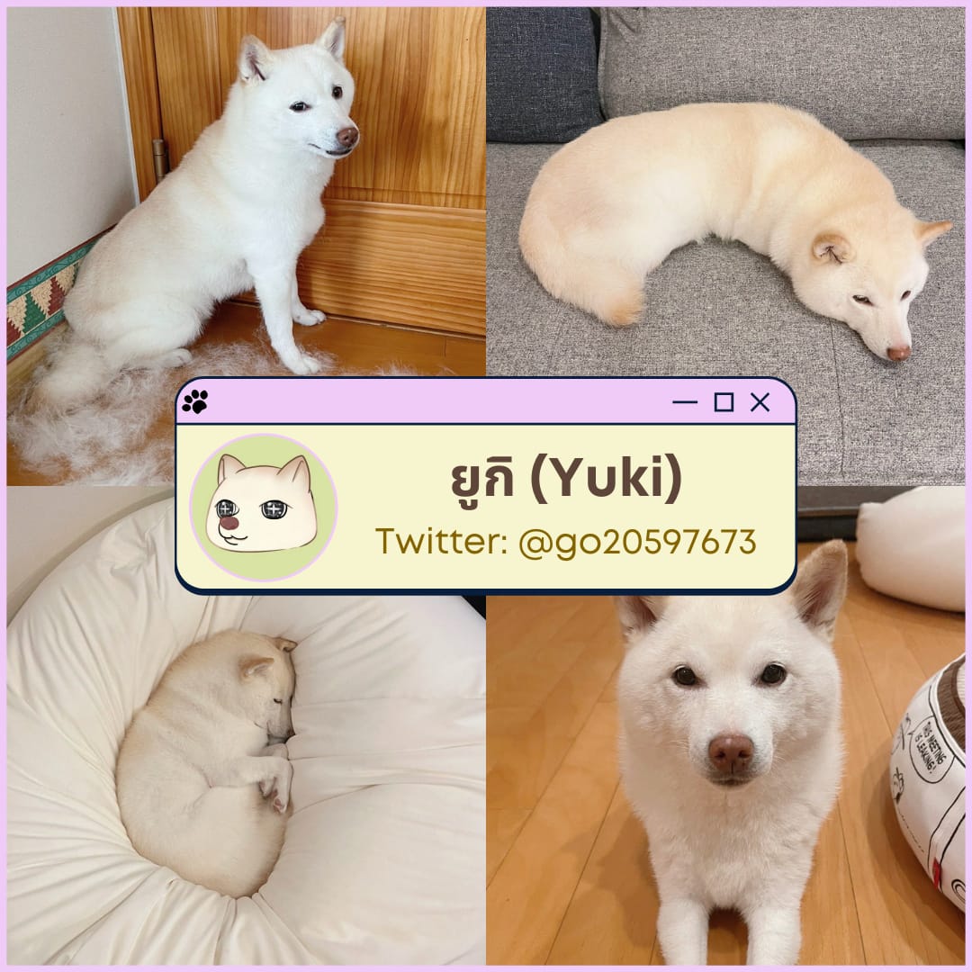 มัดรวม 7 วาร์ปน้องหมาสุดน่ารักจากเหล่าทาสชาวญี่ปุ่นใน Twitter