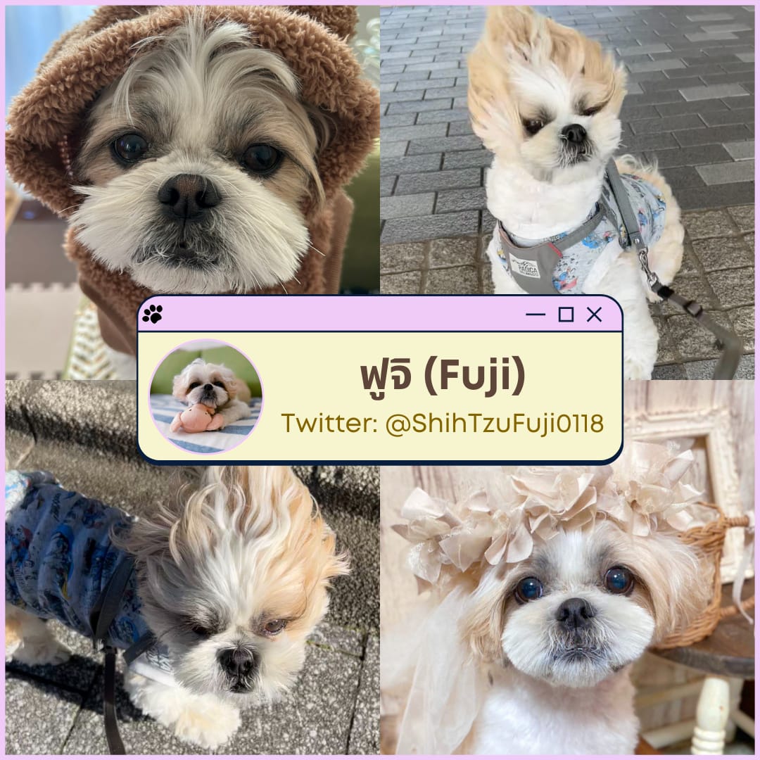 มัดรวม 7 วาร์ปน้องหมาสุดน่ารักจากเหล่าทาสชาวญี่ปุ่นใน Twitter