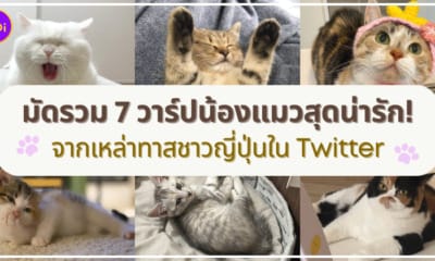 มัดรวม 7 วาร์ปลูกน้องแมวสุดน่ารักจากเหล่าทาสชาวญี่ปุ่นใน Twitter