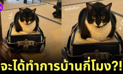 น้องแมวนอนทับกระเป๋านักเรียนทาส