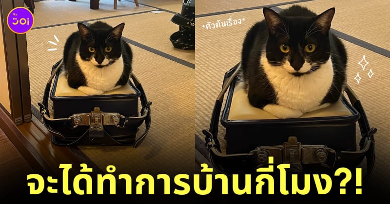 น้องแมวนอนทับกระเป๋านักเรียนทาส