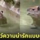 คลิปวิดีโอคาปิบาร่า หมามะพร้าว เดินย่องในน้ำ