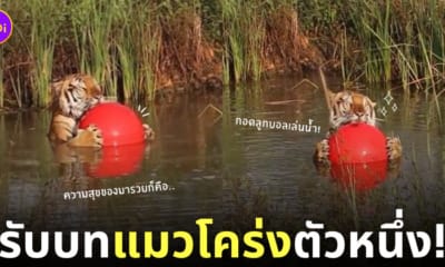 คลิปวิดีโอน้องเสือมารวยกอดลูกบอลเล่นน้ำ