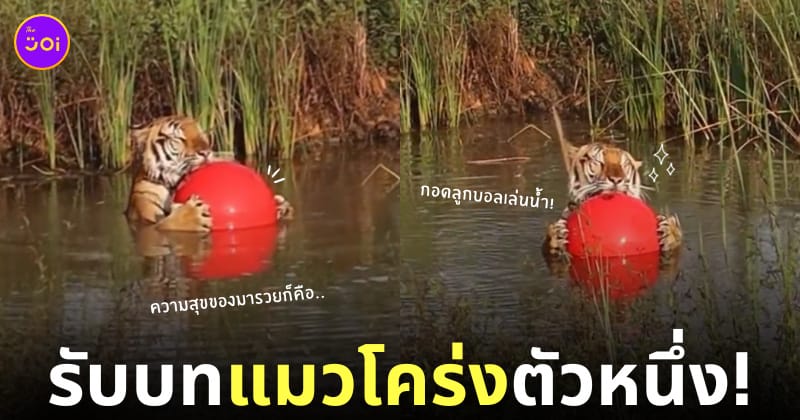 คลิปวิดีโอน้องเสือมารวยกอดลูกบอลเล่นน้ำ