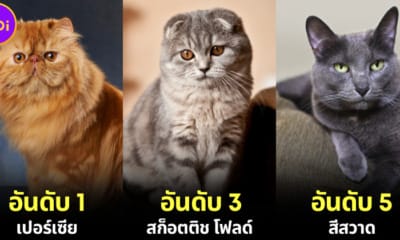 ปก 10 อันดับสายพันธุ์แมวที่คนไทยนิยมเลี้ยงมาหที่สุด 2024