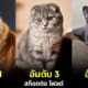 ปก 10 อันดับสายพันธุ์แมวที่คนไทยนิยมเลี้ยงมาหที่สุด 2024