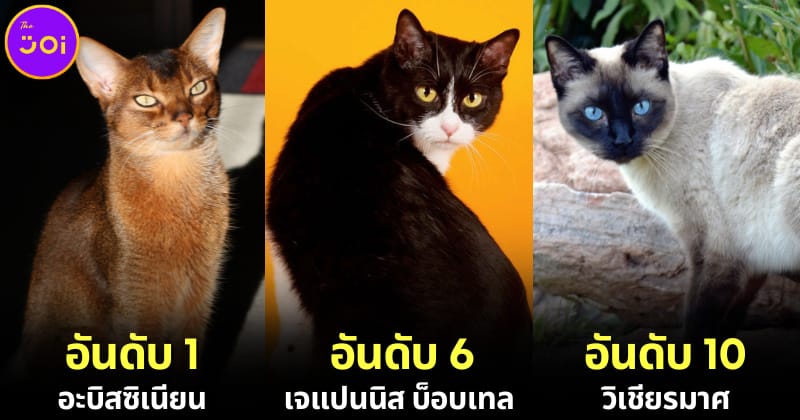 ปก 10 อันดับสายพันธุ์แมวที่ฉลาดที่สุดในโลก 2024