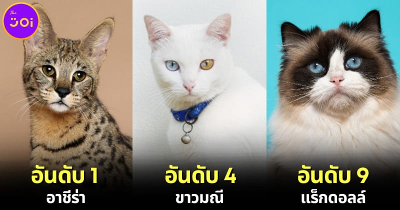 ปก 10 อันดับสายพันธุ์แมวที่แพงที่สุดในโลกประจำปี 2024