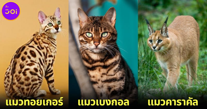 ปก 9 สายพันธุ์แมวหน้าเหมือนเสือ