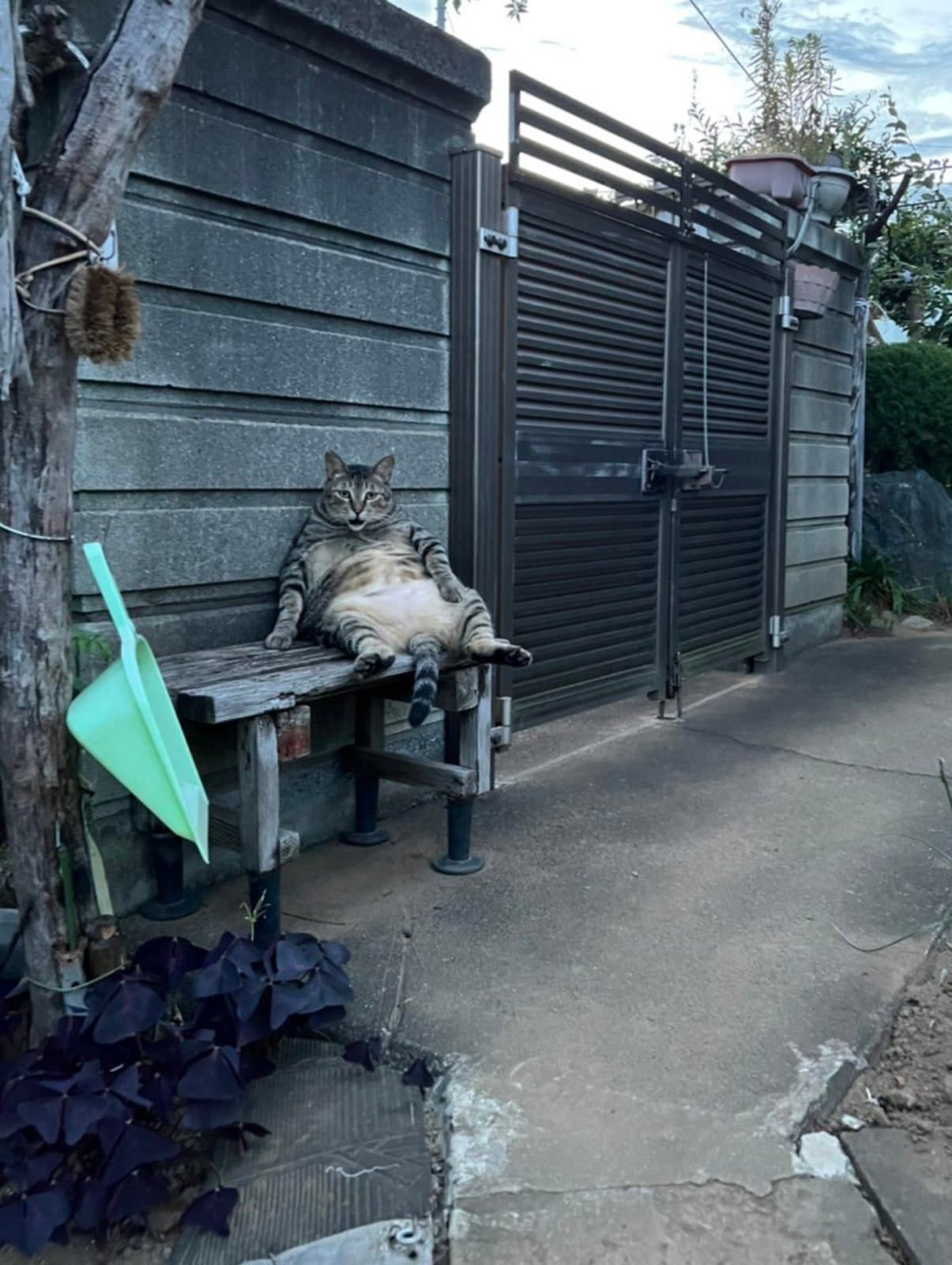 แมวยักษ์ แมวอ้วน แมวญี่ปุ่น จิบิจัง