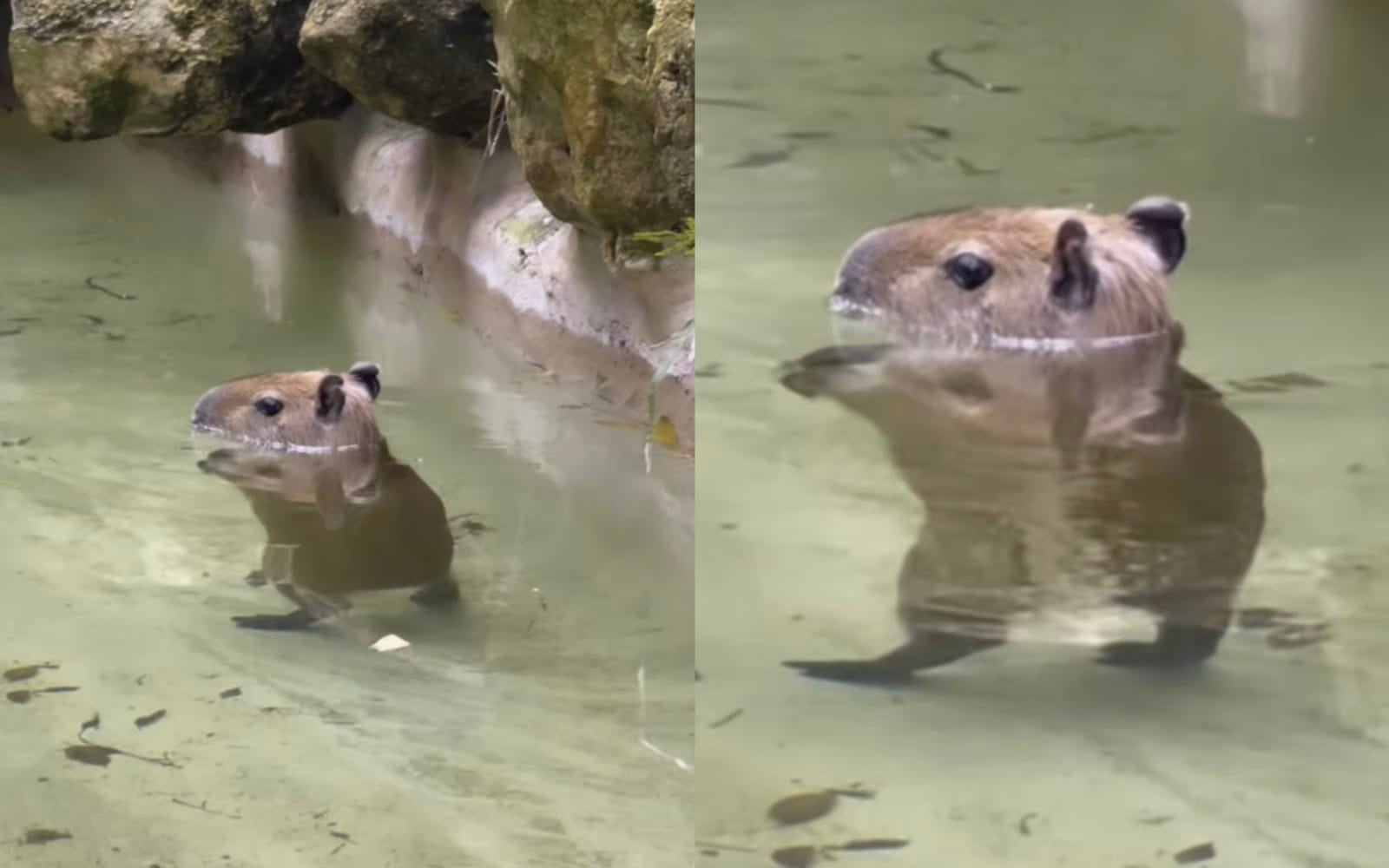 คลิปวิดีโอคาปิบาร่า หมามะพร้าว เดินย่องในน้ำ
