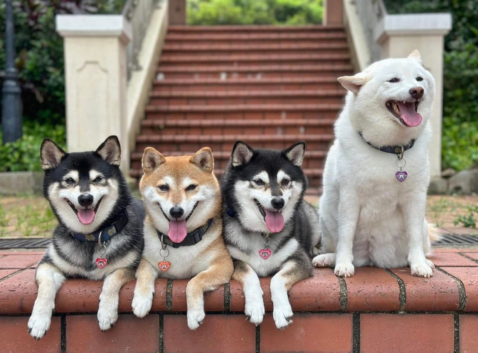 หมาชิบะญี่ปุ่น โพสท่าต่างจากเพื่อน