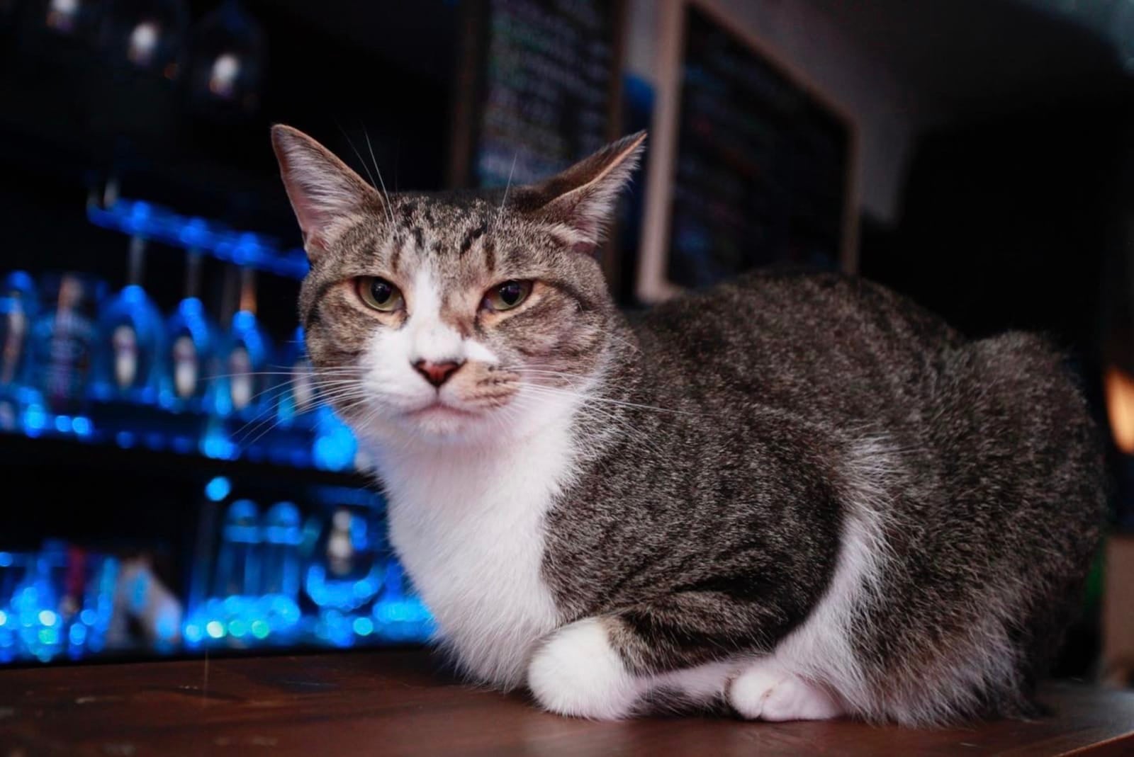 Bar Cats in the Box บาร์แมวในญี่ปุ่น