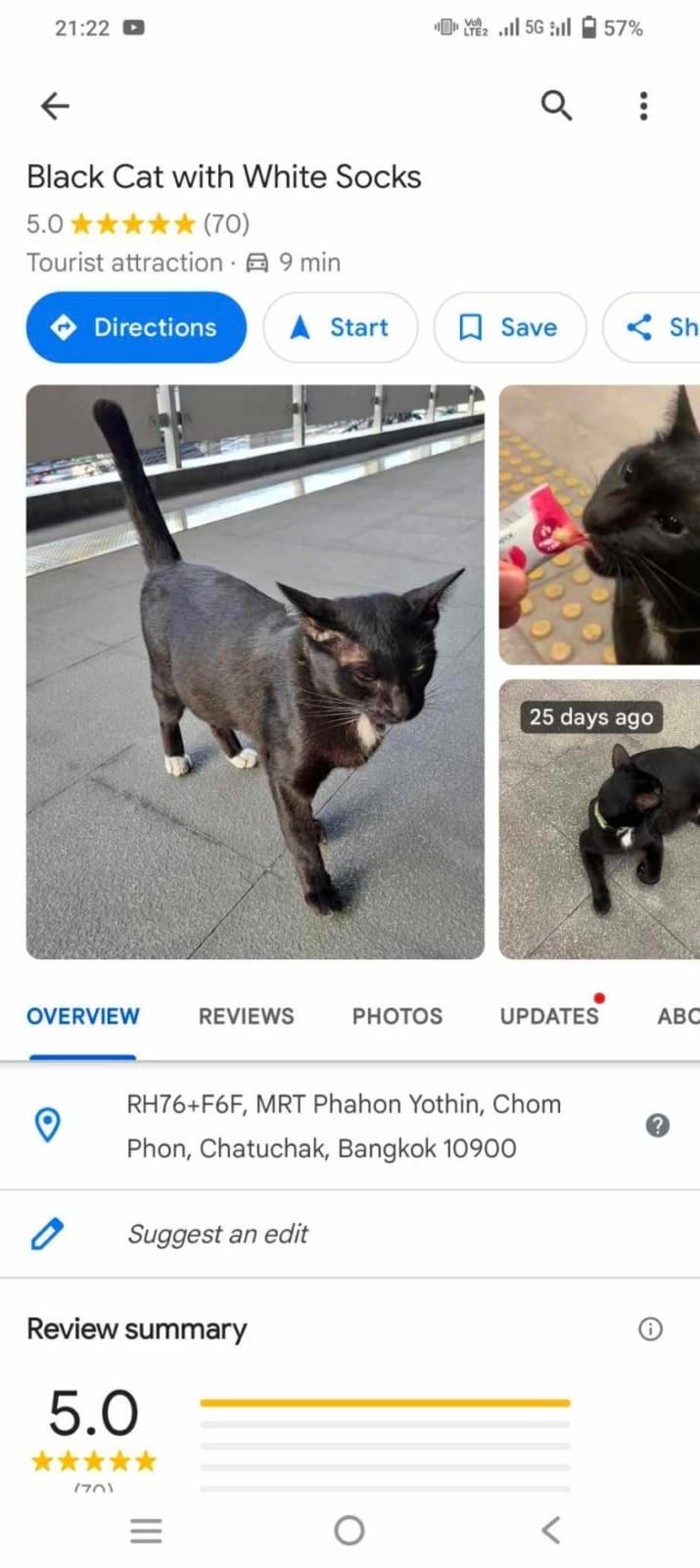 พิกัดแมวดำ MRT พหลโยธิน black cat with white socks